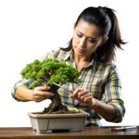 Frau sorgfältig Trimmen ein Bonsai Baum auf ein Schreibtisch png