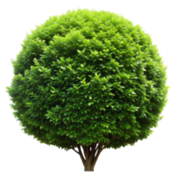 Lush green round topiary tree isolated on transparent background png