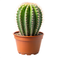 A cactus planted in a pot, with thorns and green succulent leaves, set against a plain transparent background png
