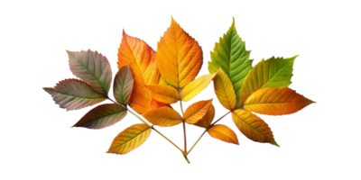 Colorful autumn leaves arranged artistically on transparent background png