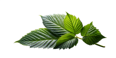 Vibrant green leaves with detailed veins on a clear background png