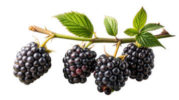 Ripe blackberries on a branch with fresh green leaves png