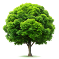 Lush green tree isolated on a transparent background png