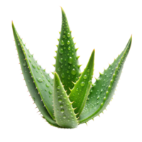 Fresh green aloe vera plant with water droplets on leaves png