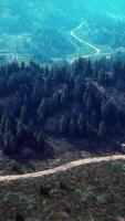 un' panoramico strada curvatura attraverso un' lussureggiante foresta paesaggio video