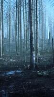 A burned forest with charred trees and a destroyed landscape video