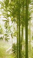 A serene bamboo grove enveloped in mystical fog video