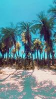 une serein tropical plage avec une toile de fond de magnifique paume des arbres video