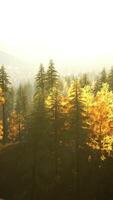 A scenic view of a forest with yellow trees video