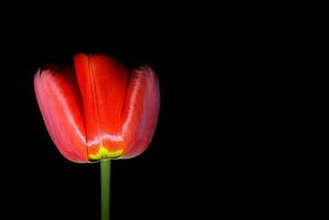 Side view on beautiful red tulip with black background photo