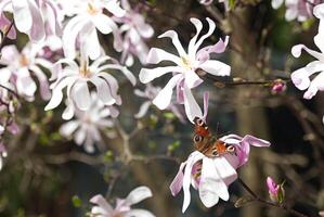 Butterfly Aglais io on magnolia tree photo