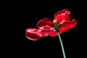 A vividly blooming red tulip set against a stark black background, captured in macro detail photo