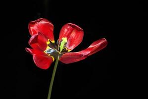 A vividly blooming red tulip set against a stark black background, captured in macro detail photo