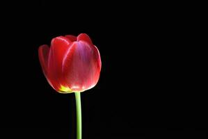 aislado rojo tulipán en negro fundamento, belleza en sencillez foto