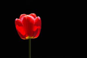 lado ver en hermosa rojo tulipán con negro antecedentes foto