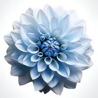 ligero azul flor en un blanco antecedentes foto