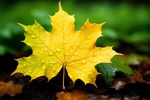 otoño amarillo arce hoja con agua gotas foto