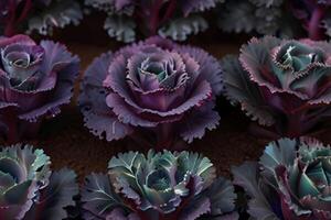 Fresco verde y púrpura col rizada plantas en mármol, orgánico vegetales foto