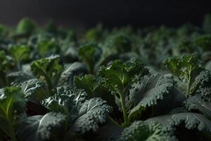 Fresco verde y púrpura col rizada plantas en mármol, orgánico vegetales foto