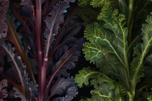 Fresh green and purple kale plants on marble, organic vegetablese photo