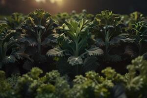 Fresco verde y púrpura col rizada plantas en mármol, orgánico vegetales foto