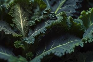 Fresco verde y púrpura col rizada plantas en mármol, orgánico vegetales foto