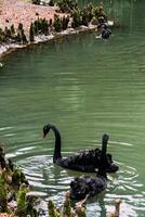 A Black Swan Swims in Lake with Yellow Autumn Leaves on Sunny Day photo