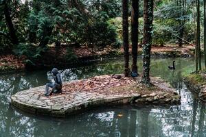 A Black Swan Swims in Lake with Yellow Autumn Leaves on Sunny Day photo