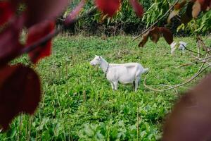 Summer Goat in a Green Village Pasture photo