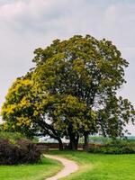 Tree with a receding path at the Petrovaradin Fortress on a sunny day photo