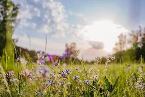 Sunlit Meadow with Flowers Against Forest Backdrop photo