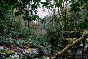 Tropical jungles of White Rock Canyon and Mountain Forest Hiking, Khosta River photo