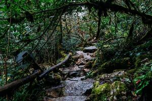 Tropical jungles of White Rock Canyon and Mountain Forest Hiking, Khosta River photo