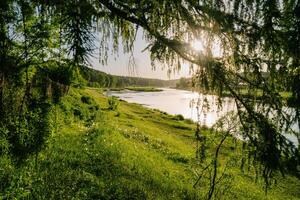 Sun-Kissed Riverbank Embraced by Green Branches photo