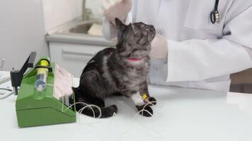 The veterinarian makes injection to cat using medical dropper video