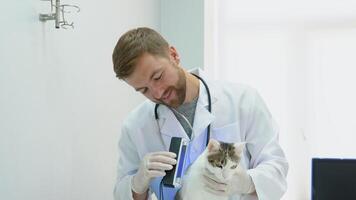 veterinario en protector guantes examinando el gato con estetoscopio en veterinario clínica video