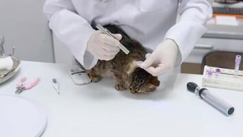 inhemsk katt på en medicinsk undersökning på en veterinär. veterinär klinik video