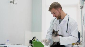 The veterinarian makes injection to cat using medical dropper video