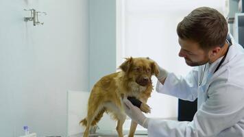 de veterinär undersöker de hund med en bandage i en veterinär klinik video