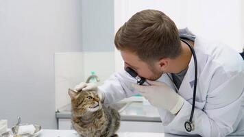 veterinär granskning katt i de veterinär klinik. fluffig katt i de sjukhus med läkare video