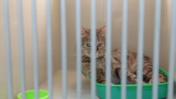 Gray cat in animal shelter kennel cage sad face lonely scared at veterinary clinic video