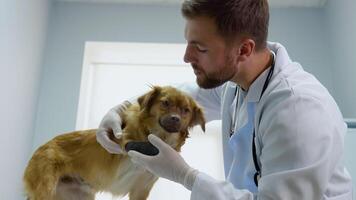 The veterinarian examines the dog with a bandage in a veterinary clinic video