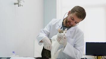 de cerca de veterinario en protector guantes examinando el mascota con estetoscopio en veterinario clínica video