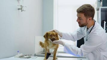 The veterinarian examines the dog with a bandage in a veterinary clinic video