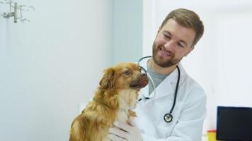 Veterinarian stroking dog with a bandage and petting him in the vet hospital video