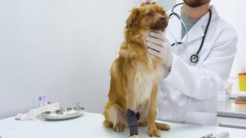 Veterinarian stroking dog with a bandage and petting him in the vet hospital video