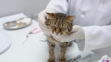 Vet stroking a fluffy domestic cat before procedure. Veterinarian examining cute cat in clinic video