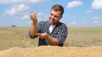 detailopname detail schot van boer lossen tarwe granen door hand. tarwe oogst tijd van agrarisch boeren video