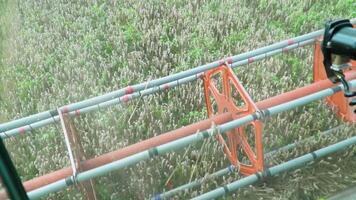 Harvester gathering crop of ripe wheat in field. Working process on farm. View from combine cabin riding through grain plantation and cutting rye stalks. Food industry or agronomy concept video