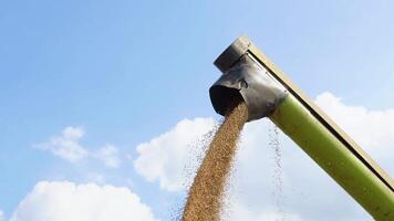 Combine loading wheat grain in truck at evening. Yellow dry kernels falling from harvester auger. View on stream of freshly harvested barley pouring in trailer. Beautiful sky at background video